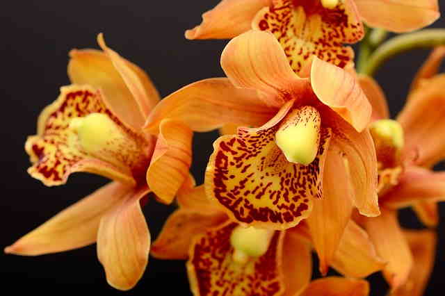 Pianta Orchidea Arancione